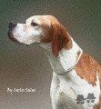 Pedigree BREK IT INT CH Pedigree BREK IT INT CH